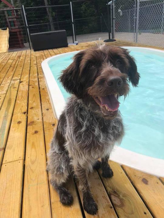 Pink Shears Pet Grooming Dog Boarding Shawano, WI