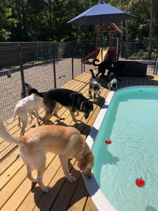 Pink Shears Pet Grooming Dog Boarding Shawano, WI